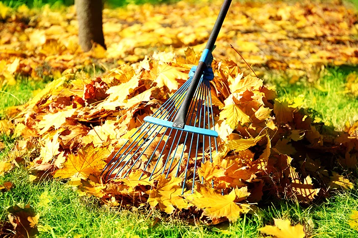 Laubrechen sammelt Herbstlaub auf einem Rasen.